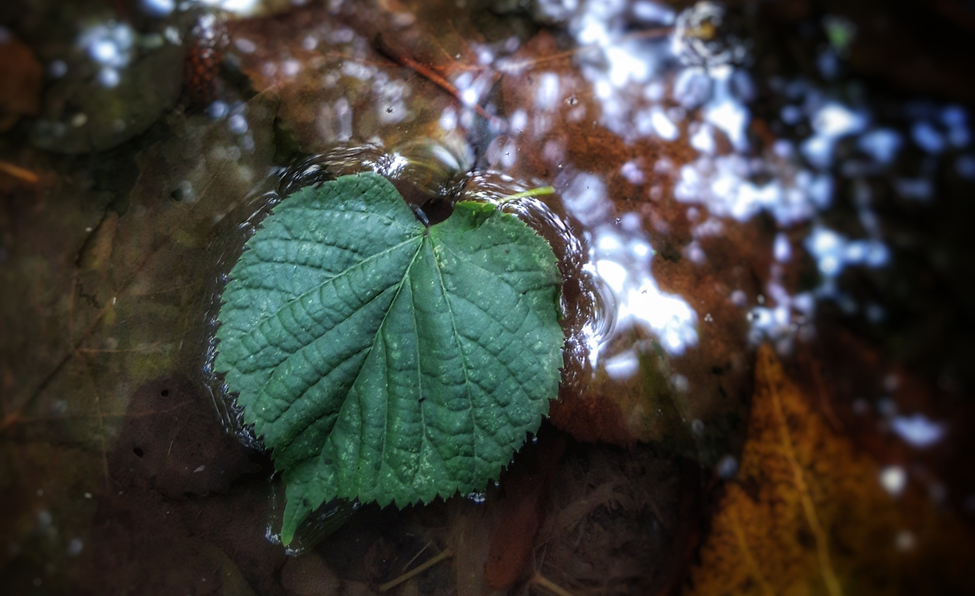 Lindenblatt, das auf dem Wasser treibt