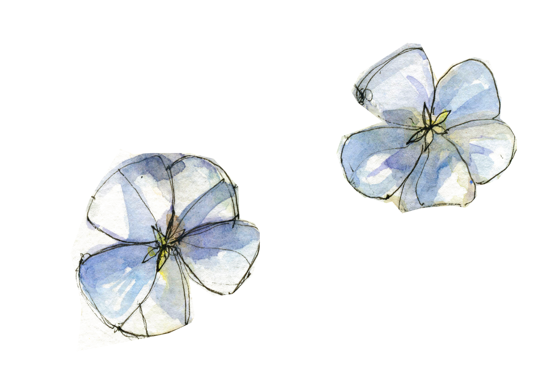 Flachsblüten aus dem Buch von Maika Adam (Gezeichnet: Juliana Lobato Duclos)