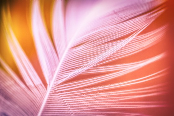 Deteail einer Feder in den Farbtönen rosa, rot und orange - Bild von Albrecht Fietz auf Pixabay