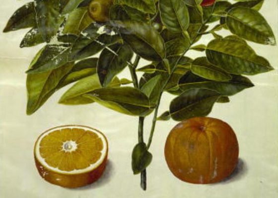 Ausschnitt aus dem Bild Citrus sinensis (appelsin) von Hans Simon Holtzbecker 1610 – 1671