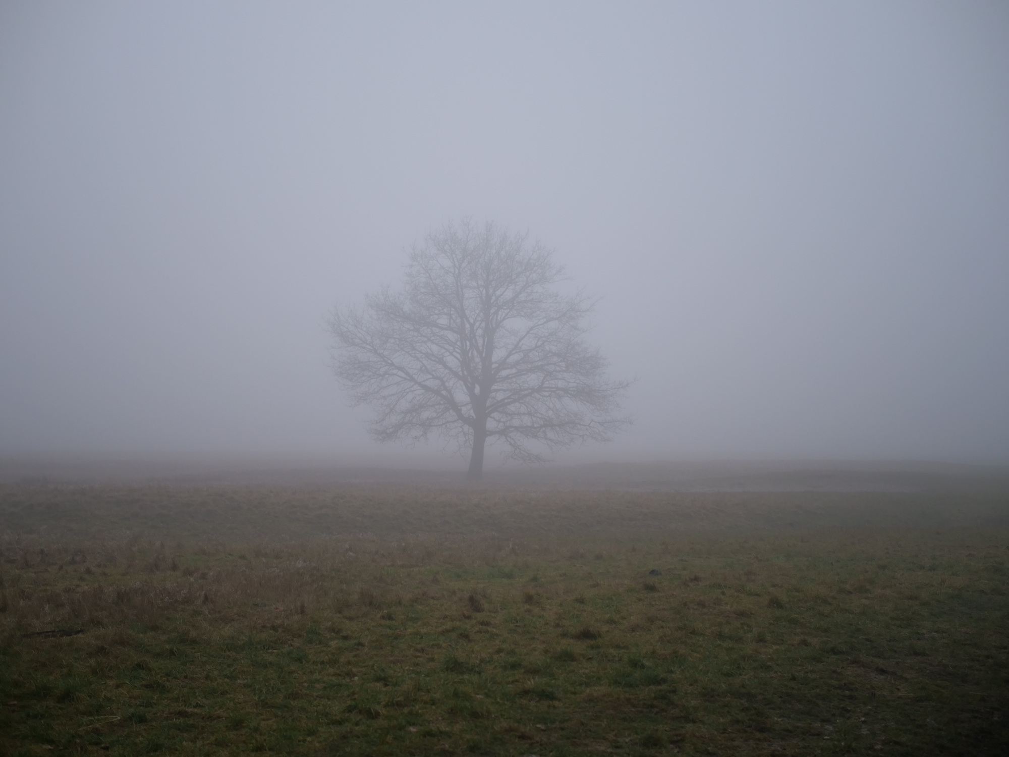 Baum im Nebel
