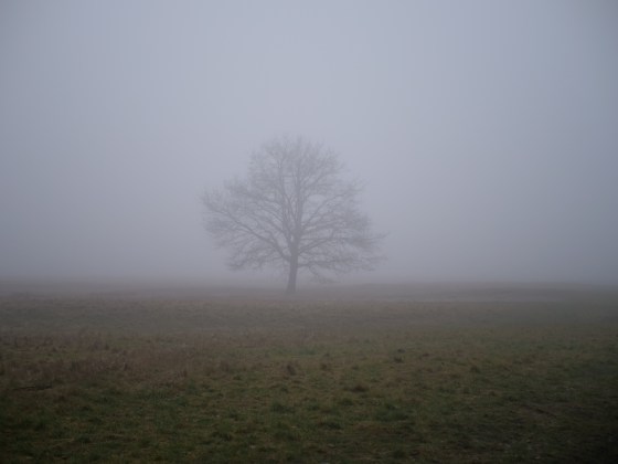 Baum im Nebel