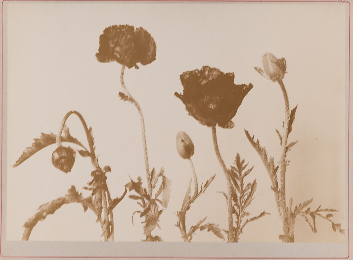 ausgeblichene Sepia-Fotografie von Mohnblumen